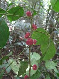 Image result for Trichilia prieuriana