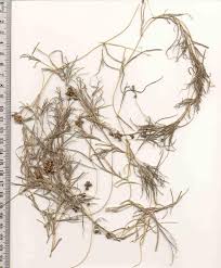 Image result for Stuckenia