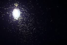 Get rid of bugs fast! Why Are Bugs Attracted To Light Farmers Almanac