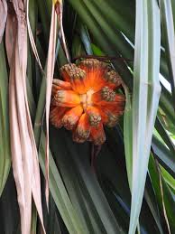 Image result for Pandanus