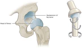 9 1 classification of joints anatomy and physiology