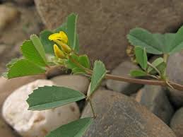 Image result for Medicago polymorpha