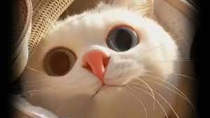 Funny Cat And Mirror Video Funny Video Whats App Videos 30 Seconds Status Video Cute Animals Funny Gif Funny Cats And Dogs
