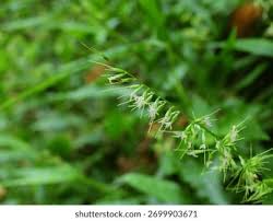 Image result for Oplismenus compositus