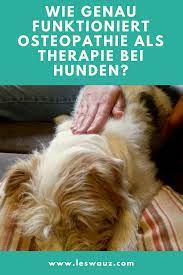 wie funktioniert osteopathie als therapie fur hunde leswauz hunde gesunde hunde hundegesundheit