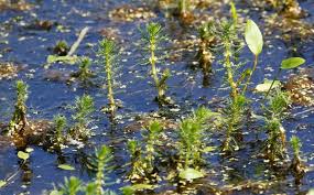 Image result for Haloragaceae