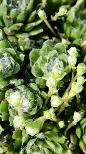 OAV1089 conversation awesome energy like never before in this exclusive scene