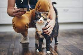 Wir haben vier junge katzen die jeweils zu zweit ein zuhause suchen. Katze Eingewohnen So Gewohnst Du Deinen Stubentiger Ans Zuhause