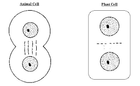 We did not find results for: Cytokinesis Cleavage Furrow Vs Cell Plate Diagram Quizlet