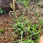 Image result for Trachyandra saltii