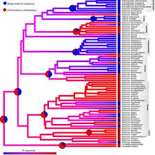Image result for Panicum carneovaginatum