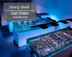 This can ensure that the salt is completely mixed into the water and that the water achieves proper oxygen/ carbon dioxide equilibrium. Fragbox Canada S Best Coral Frags And Saltwater Fish Store