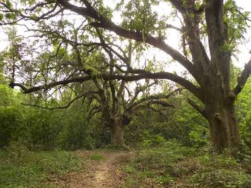 Canopy trails of Chintamoni Kar Sanctuary, AI generated