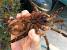 Giant Huntsman Spider Vs Goliath Birdeater