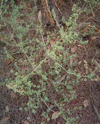 Image result for Dicliptera verticillata