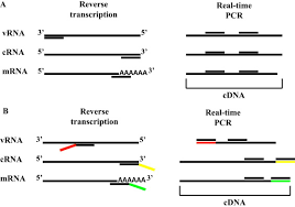 Strand Specific Real Time Rt Pcr For Distinguishing Influenza Vrna Crna And Mrna Sciencedirect