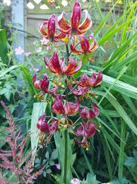 Image result for Lilium martagon `Arabian Night`