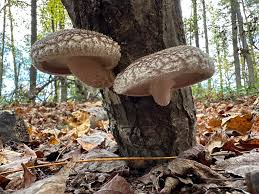 Image result for Lentinus edodes