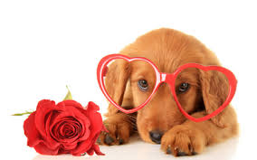 Paul, ab real estate, including property descriptions, virtual tours, maps and photos. Valentine S Day Sweets And Treats St Paul Veterinary Clinic In St Paul Alberta