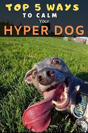 Top 5 Ways To Calm Hyper Dogs Dogspaceblog Funny Animal Pictures Cute Funny Animals Hyper Dog