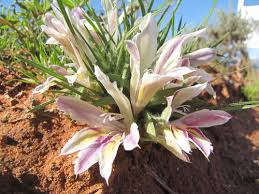 Image result for Babiana bainesii