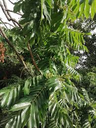 Image result for Canarium schweinfurthii