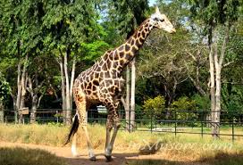 Mysore Zoo Giraffe Mysore Zoo Zoo In India Zoological Garden