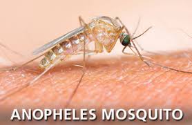 Ha this time because of the many members had dengue dengue mosquito : Mosquito Id Mosquito Identification Corky S Pest Control