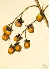 The six persimmons is a painting from the 13th century and wikipedia's lovely description of its meaning helped me decide on this name for my studio: Six Persimmons Muqi Fachang Artwork On Useum