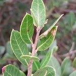 Image result for Vaccinium madagascariense