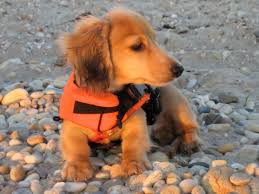 We are located around knoxville in east tennessee. Fabio The Long Haired English Cream Mini Dachshund A Photo On Flickriver
