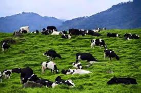 This is desa dairy farm (kundasang) by azrul humaidi on vimeo, the home for high quality videos and the people who love them. Encik Travel Enciktravel Malaysia Travel Sabah Kundasang