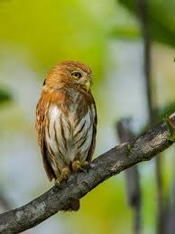 Photos with ferruginous pygmy owl. Ferruginous Pygmy Owl Chevechette Brune Glaucidium Brasilianum Coraves Birding Tours