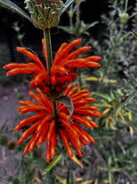 Image result for Leonotis myrothamnifolia