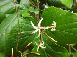 Image result for Dictyophleba lucida