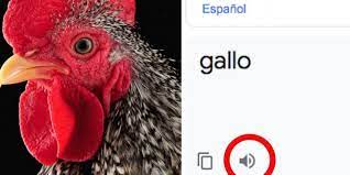 El traductor de google se volvió tendencia en las redes sociales, debido a que los usuarios viralizaron que al escribir la palabra gallo, la herramienta de google da una pronunciación muy extraña, lo que ha desatado burlas y bromas en internet. 4xph9eusfiv6mm