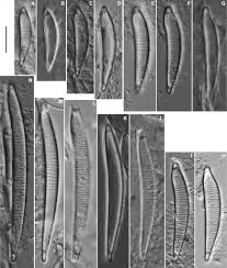 Image result for Entada bacillaris