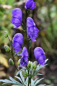 Aconitum Bressingham Spire Herbaceous Perennials Monkshood Poison Garden