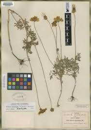 Image result for Bidens oligoflora