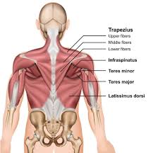 Muscle tissue is made of excitable cells that are capable of contraction. What Hurts 3 Types Of Back Pain