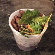 Image result for Angraecum distichum