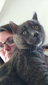 Hyperactive sniffer dog behavior and obsessive sniffing