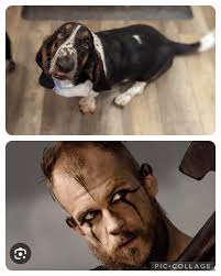 When you have always called your dog a bassador. At least I got it  partially right 😅#doggydnachallenge