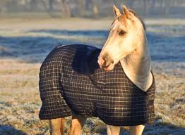 Horse Blanketing Faqs The Horse