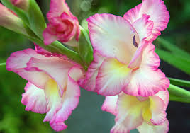 Image result for Gladiolus melleri