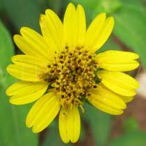 Image result for Aspilia ciliata