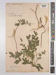 Image result for Abrus melanospermus