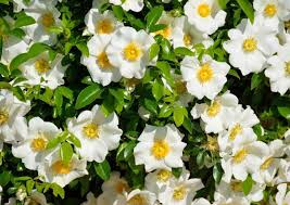 Maybe you would like to learn more about one of these? Top 10 Best Wedding Flowers In The World