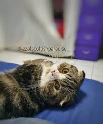Tapi tetap saja kucing ini tidak mau bangun dan melanjutkan. Bangun Tidur Izzat Scottish Paradise Asiaashine Facebook
