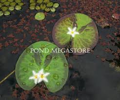 Image result for Nymphoides forbesiana